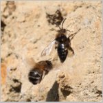 Pelz- und Trauerbiene 02.jpg